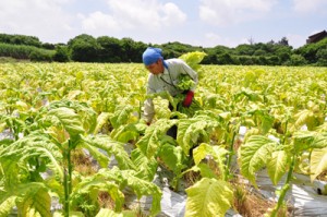 収穫作業がピークを迎えている沖永良部島特産の葉タバコ＝５日、知名町住吉