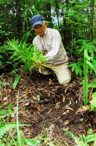 ウケユリの球根を抜き取られ、切断された茎が放置された盗掘跡＝１２日、奄美大島の山中