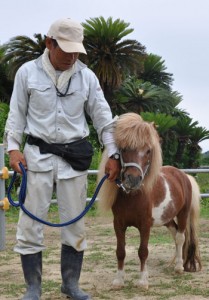 子どものふれあい体験用に飼育されているミニチュアホース＝１０日、奄美市笠利町須野