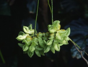 ワニグチモダマの花（山下弘さん撮影）