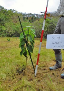 移植当時で高さ８８㌢のワダツミノキ＝２０１４年１１月、龍郷町（県森林技術総合センター提供）