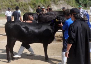 ２９頭が出場し、グランドチャンピオンを競った徳之島町肉用牛共進会＝２３日、天城町三京