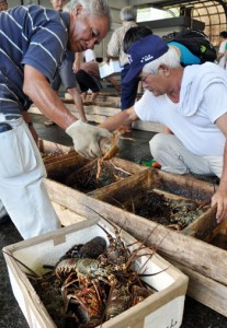 次々と水揚げされた生きのいいイセエビ＝２１日、名瀬漁協