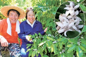 沖永良部島珈琲研究所の園で開花したコーヒーの木と、夫と二人三脚でコーヒー栽培に取り組む東さつきさん（右）＝１日、和泊町