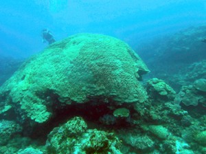 海洋の酸性化で骨格形成への悪影響が懸念されるハマサンゴ＝喜界町荒木沖（資料写真）