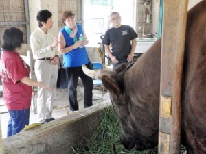 闘牛の説明を受けるシルバーシー・クルーズ社のデラニー氏（右から２人目）＝２８日、伊仙町なくさみ館