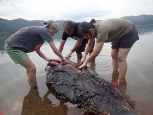 海岸に漂着したコマッコウの死骸を調べる関係者ら＝３日、龍郷町瀬留（興克樹さん提供）