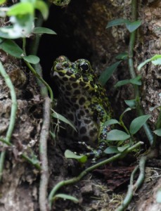 「日本一美しい」といわれるアマミイシカワガエル＝６日、龍郷町の奄美自然観察の森