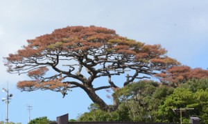 葉が赤く変色している「朝仁の千年松（リュウキュウマツ）」＝１０月１１日、奄美市名瀬