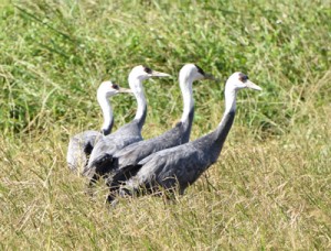 飛来した希少な渡り鳥のナベヅル＝３０日、龍郷町秋名