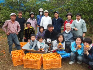 阿室校区活性化対策委員会が実施したタンカン収穫＝２０１５年２月、平田集落（宇検村提供）