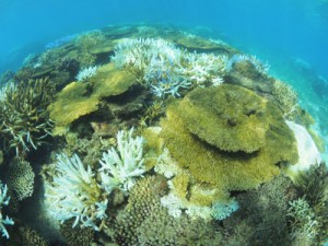 サンゴの大規模な白化現象が確認された大浜海岸の礁池＝１２日、奄美市名瀬（興克樹さん撮影）