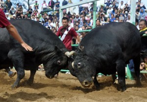 熱戦に沸いた軽量級優勝旗争奪戦（右が新チャンピオンの樟南二高剛輝＝１５日、天城町松原闘牛場