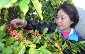 赤く色付いたコーヒーの実を収穫する東さん ＝１０月２６日、和泊町