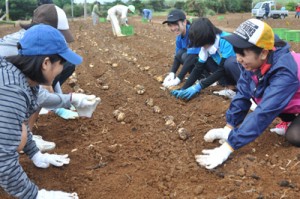 丁寧に球根を植え付ける作業参加者＝１５日、和泊町
