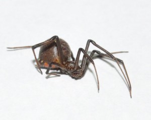 和泊町内で６日に発見された特定外来生物セアカゴケグモ