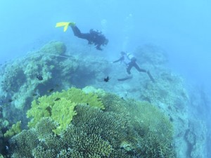 大島海峡内で行われたリーフチェック＝２日、瀬戸内町加計呂麻島の安脚場沖（興克樹さん撮影）