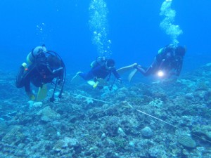 サンゴ礁の健康状態を調べたヨロン島リーフチェック＝１１日、与論島・供利沖（ＮＰＯ法人海の再生ネットワークよろん提供）