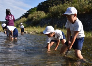 川底を耕してリュウキュウアユの産卵環境を整える児童ら＝１日、奄美市住用町