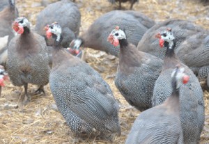 与論島で養鶏されているホロホロ鳥