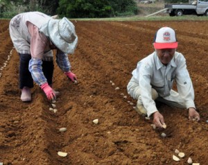 バレイショの植え付け作業を行う生産者＝１５日、伊仙町検福