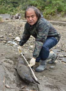 漂着したマダライルカとみられる死骸＝２０日、奄美市住用町