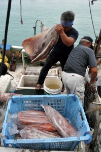 漁が解禁され、漁港に次々と水揚げされるソデイカ＝４日、与論町