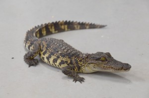 １０月３１日に瀬戸内町瀬相で捕獲されたワニ（提供写真）