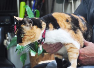 奄美市に登録後、首輪と鑑札を着けた猫（資料写真）