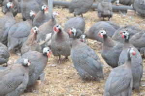 与論島で食肉事業化に向けた取り組みが行われているホロホロ鳥＝２０１７年１１月、与論町茶花