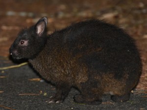 国の特別天然記念物のアマミノクロウサギ