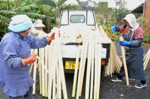 沖永良部芭蕉布会館で始まったウーハギ作業＝１６日、知名町