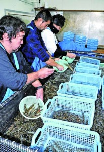 クルマエビを大きさごとに分類する作業に追われる宇検養殖の作業員ら＝２２日、宇検村