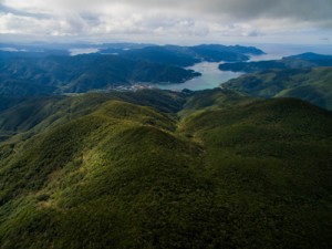 亜熱帯照葉樹に覆われる奄美の森