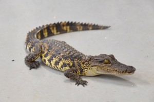 加計呂麻島で捕獲され、静岡大に引き取られたワニ（提供写真）