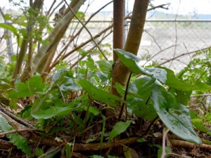 通信施設予定地のすぐそばの世界自然遺産推薦区域に生えるフジノカンアオイ＝２０１７年１１月、奄美大島の湯湾岳