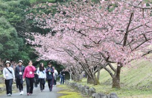 満開の桜並木も歩いたまほろば大和ウオーキング大会＝２８日、大和村の奄美フォレストポリス