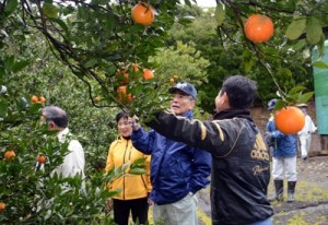 出荷開始を前にタンカンの作況などを確認した園地視察＝２６日、奄美市名瀬