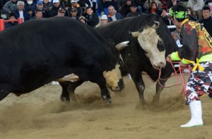 １７秒で勝敗が決した全島一優勝旗争奪戦（左が初防衛した平山美龍）＝３日、伊仙町なくさみ館