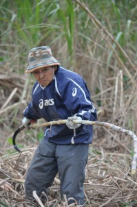 慣れた手つきでキビの収穫作業を行う生産者の女性＝２４日、与論町那間