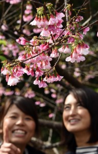 愛らしい紅色の花がほころび始めたヒカンザクラ＝１０日、龍郷町の奄美自然観察の森