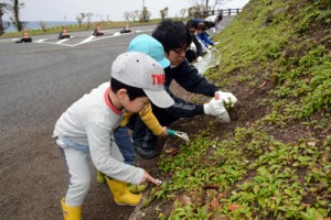 緊急対策外来種のアメリカハマグルマを駆除する参加者＝２０日、奄美市名瀬の大浜海浜公園