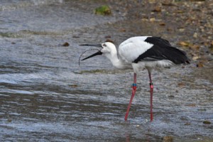 ウミヘビを捕食するコウノトリ（宮山清峰さん撮影）