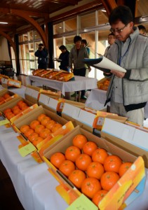 奄美群島たんかん品評会に出品された生産者自信のタンカン果実＝７日、奄美市名瀬の農業研究センター