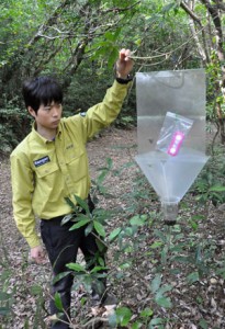 昆虫捕獲用のトラップを確認する環境省の職員＝１９日、徳之島中部の剥岳林道