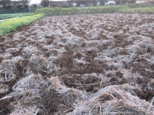 サトウキビ畑で確認された降霜＝９日、喜界町（伊地知告さん提供）