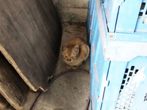 ストックヤード内で見つかった子猫（提供写真）