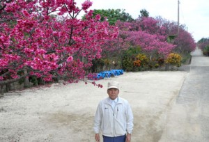 ２０００年から定植活動を続けている児島さんと見頃を迎えている桜並木＝１３日、徳之島町母間