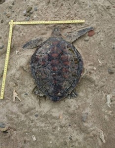 奄美市名瀬の知名瀬海岸で見つかったアオウミガメの死骸＝提供写真