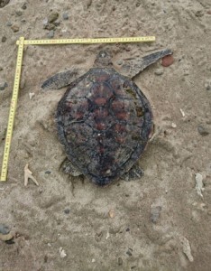 奄美市名瀬の知名瀬海岸で見つかったアオウミガメの死骸＝提供写真